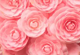 Camelia cos e proprieta cosmetiche