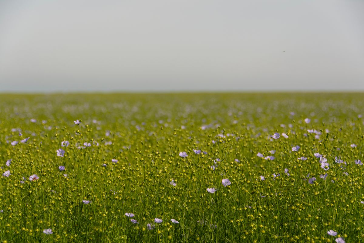 Campo di lino in fiore