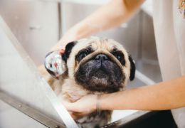 Pet care prendersi cura degli animali con prodotti bio